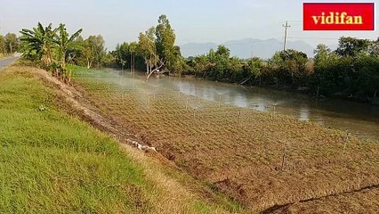 growing flowers for Tet in the countryside