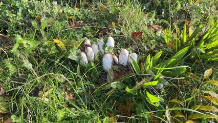 Shaggy Inkcaps - November