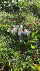 Shaggy Inkcaps - November