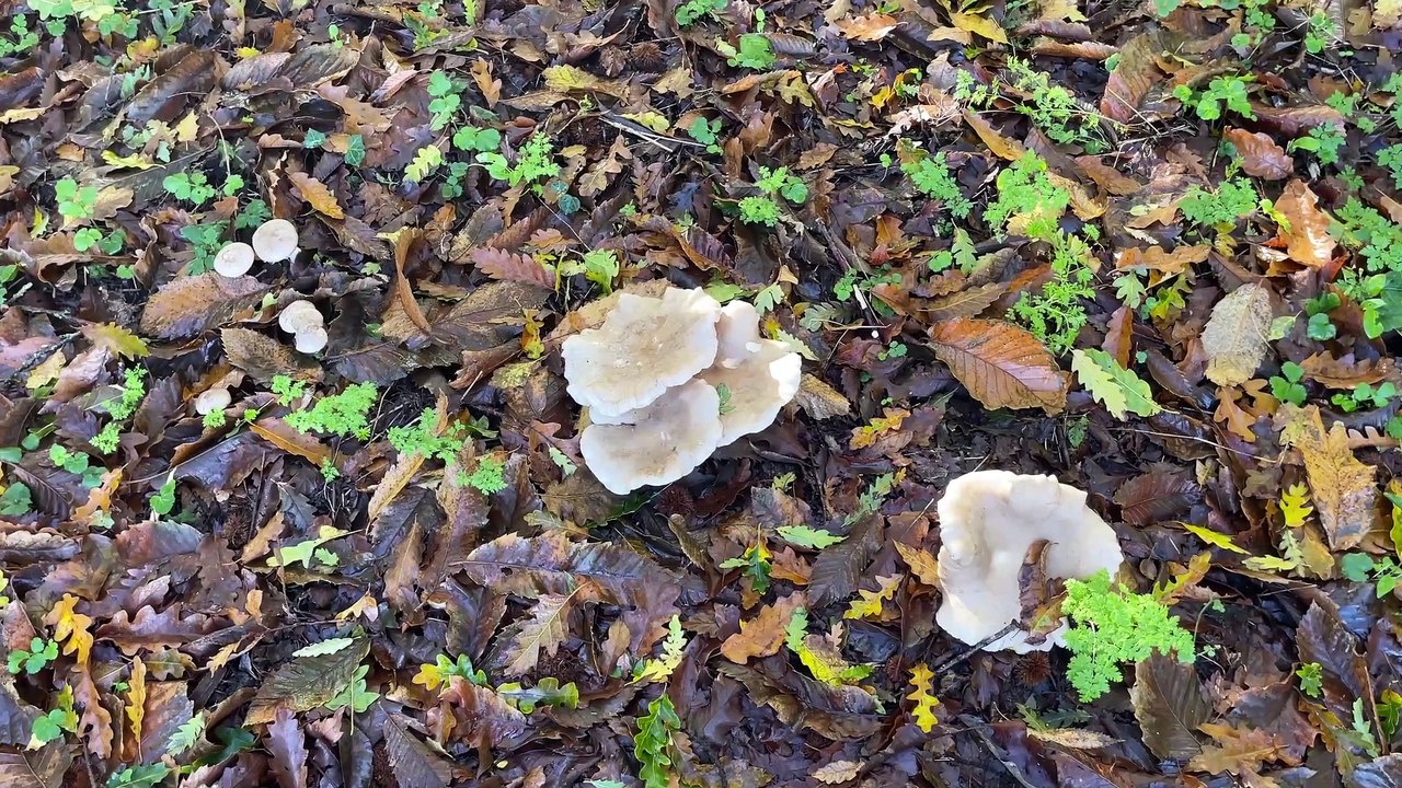 Fungi At Allotments - November
