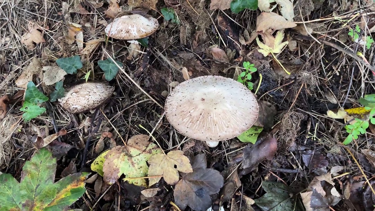 Mixed White Fungi - November