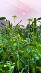 - پنجابی کلچر 🤎💯❤️(HD)