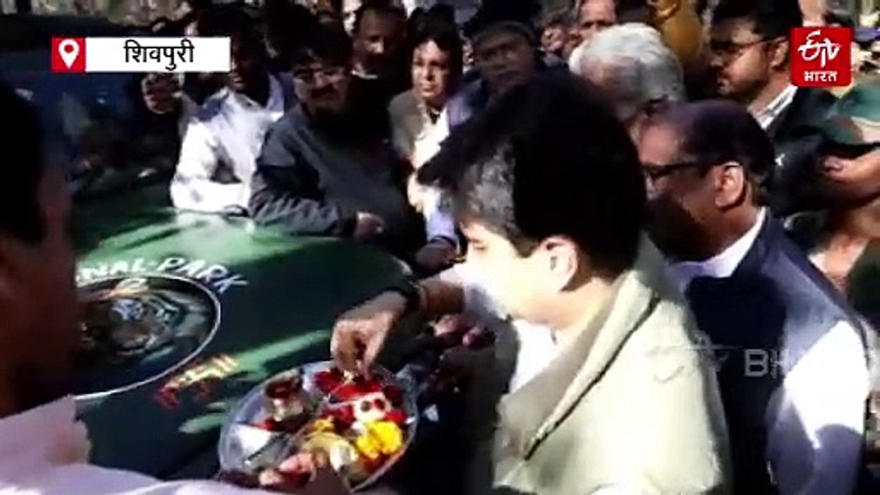 माधव टाइगर रिजर्व में गूंजेगी दो और टाइगरों की दहाड़, केंद्रीय मंत्री सिंधिया ने दी खुशखबरी