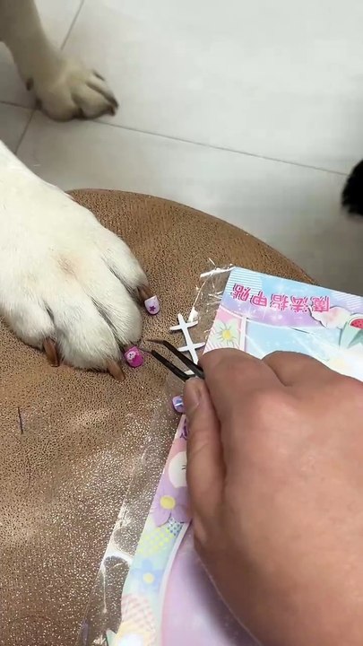 From Treats to Heartbeats: Dog Sister’s Blind Date Story