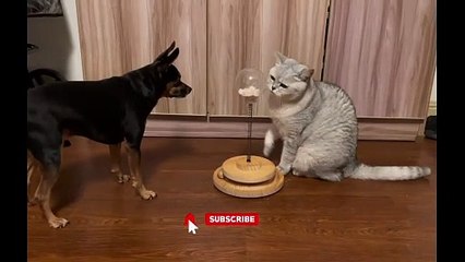 Snack Time Showdown: Cat’s Precision vs. Dog’s Determination!
