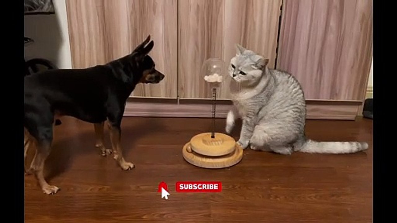 Snack Time Showdown: Cat’s Precision vs. Dog’s Determination!