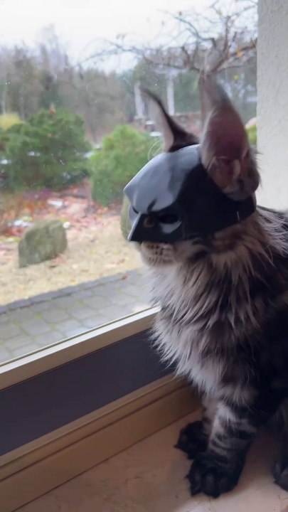The Furry Dark Knight: Too Cute to Fight Crime! 🐾🦇