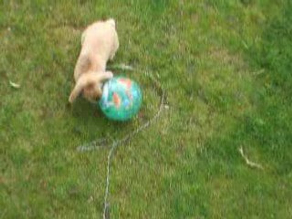 Mon lapin jouant au ballon^^