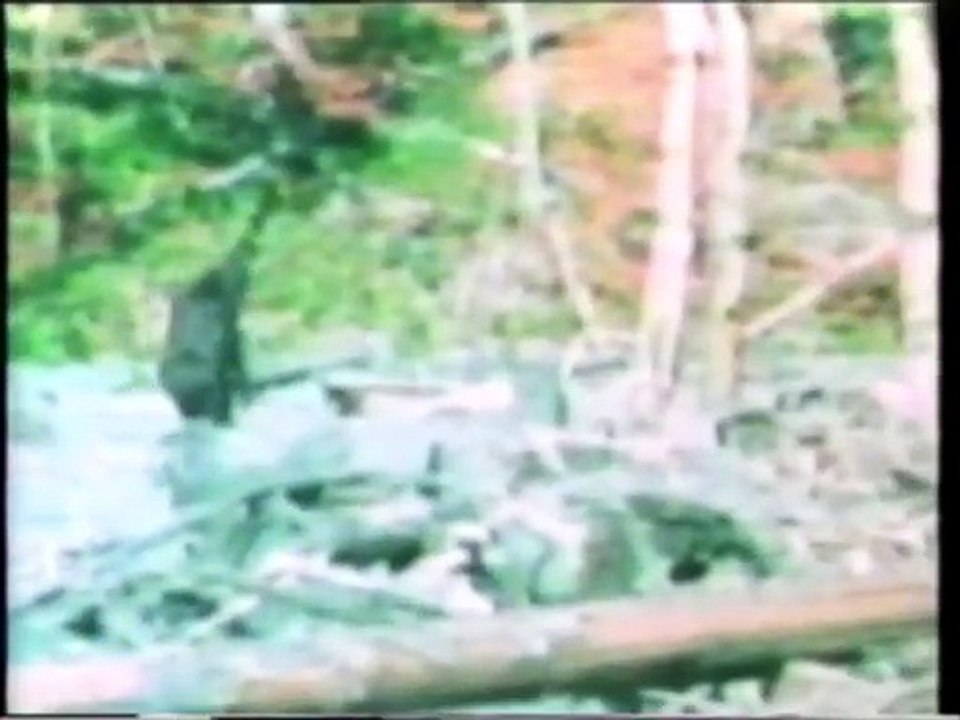 Strange & Mysteries: Bigfoot