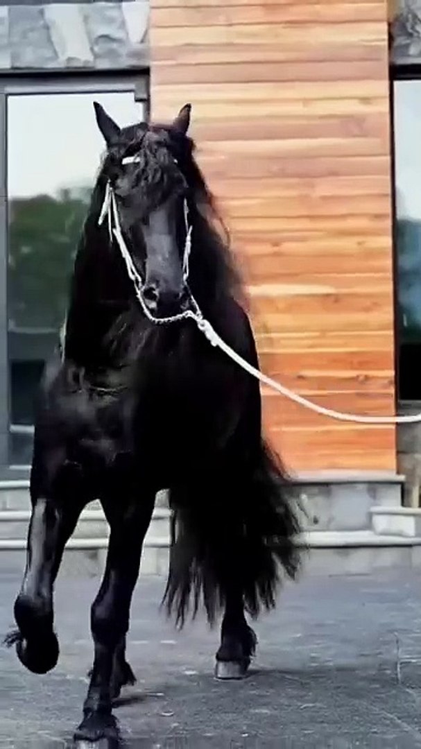 Horse🐎🐎 lovers