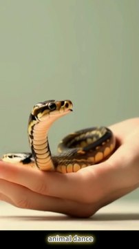 new Dancing TV🎄Let's have fun dancing together! #animal dance 💃 Dogs Cats Tigers Snakes Red panda🧸 Dance, a form of expression that has evolved over the course of human history.From ancient civilizations to the present day, dance has played an importan