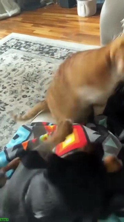youtube_funn cats 3