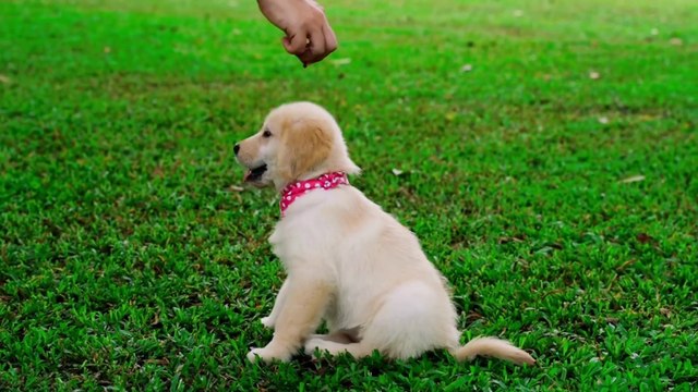 A For Apple B for Ball | Learning Abcd | Abcd Rhymes | Nursery Rhymes | ABCD Alphabet songs | kids abcd