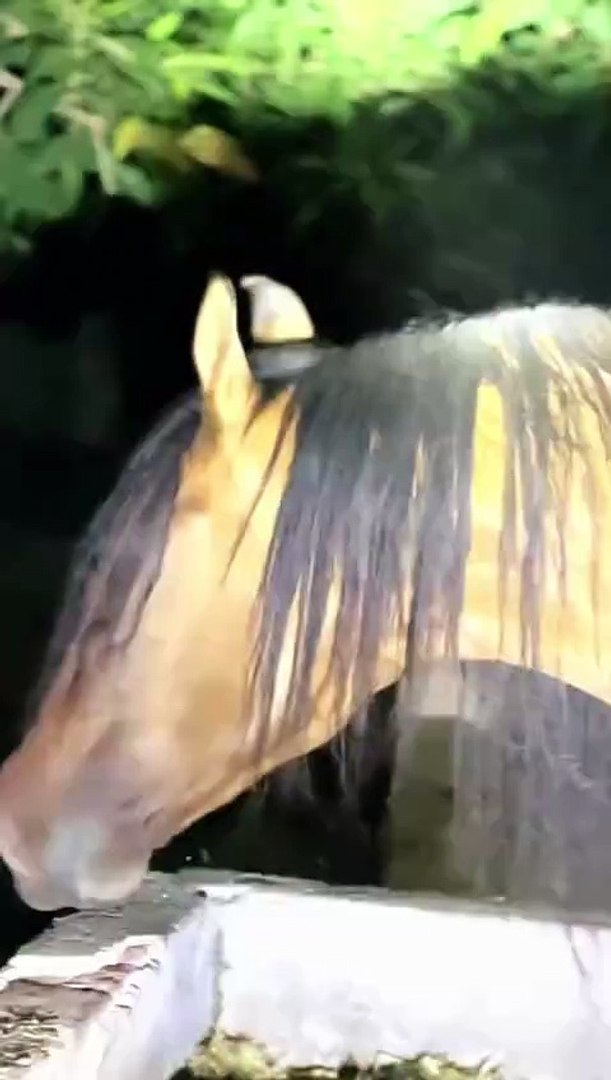 Horse🐎🐎 lovers