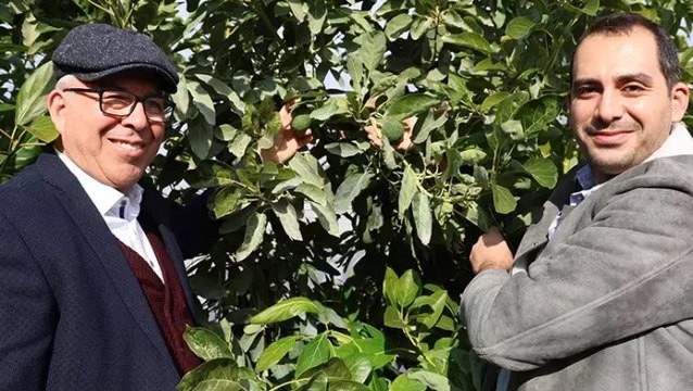 Hukuk profesörü baba ile doktor oğlu ata topraklarında 30 ton avokado üretiyor