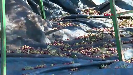 Gel de kahrolma! Türkiye'nin şifa deposu en doğal lezzeti ''strese'' girdi!