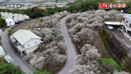 南投信義鄉梅花盛開再現壯觀「香雪海」美景🌸