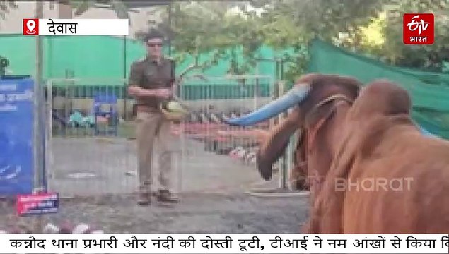 23296136 कन्नौद थाना प्रभारी तहजीब काजी और नंदी (सांड) की डेढ़ साल की गहरी दोस्ती आज ग़म में बदल गई और दोस्त नंदी की बीमारी के चलते मौत होने पर नमः आंखों से बिदाई देते हुए थाना प्रभारी किया अंतिम संस्कार