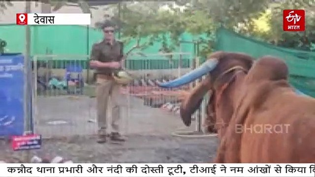 23296136 कन्नौद थाना प्रभारी तहजीब काजी और नंदी (सांड) की डेढ़ साल की गहरी दोस्ती आज ग़म में बदल गई और दोस्त नंदी की बीमारी के चलते मौत होने पर नमः आंखों से बिदाई देते हुए थाना प्रभारी किया अंतिम संस्कार