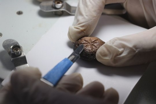 Hadrianopolis Antik Kenti'nde askeri strateji oyununa ait taşlar bulundu