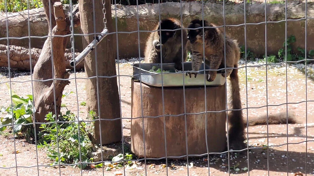 lémuriens au zoo en 2018