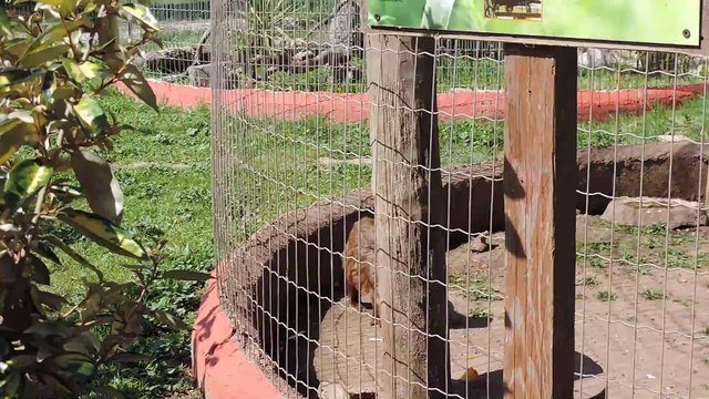 Singes capucins au zoo en 2018