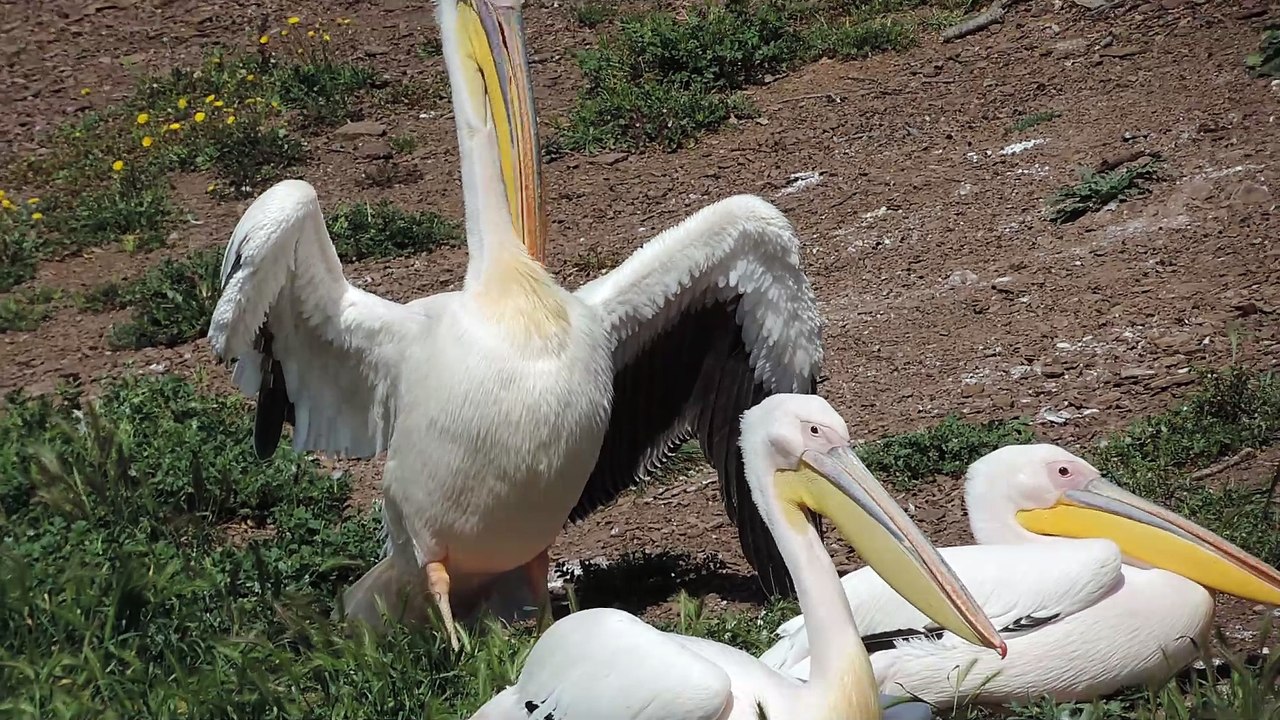 pélicans au zoo en 2018