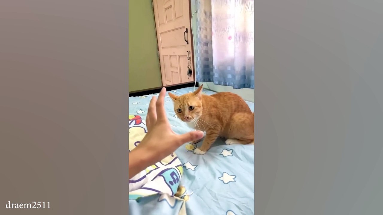 When you have a dramatic cat 😂 Funny Cat Videos 2024😹