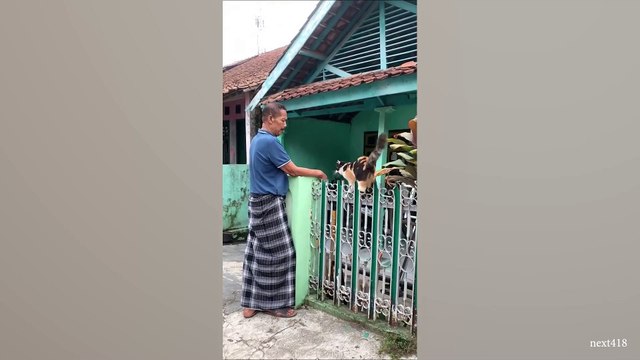 When Your Cat Lovingly Stares Into Your Soul 😂 Funny Cats and Humans 2024