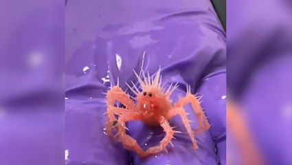 Watch: Rarely seen baby king crab goes viral for unique appearance