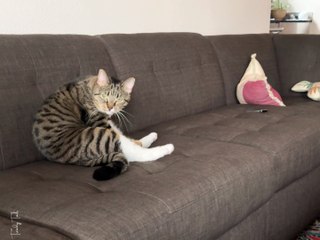 Cat didn't like me mocking her 😅