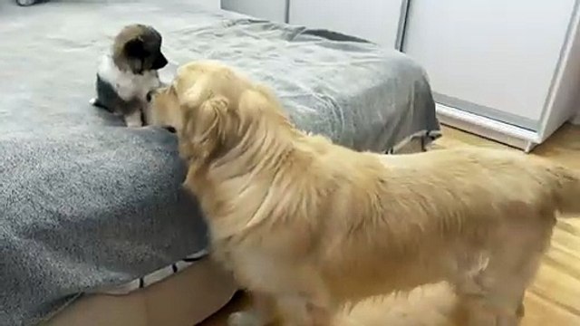 Golden Retriever Meets New Puppy for the First Time!! [CUTEST REACTION EVER!!]