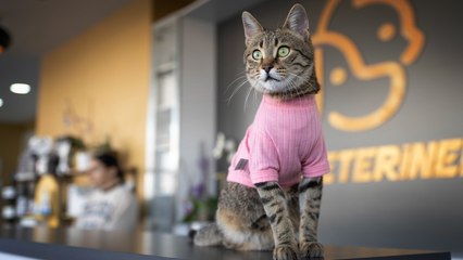 Üç bacaklı kedi "Tripod" esnafın maskotu oldu