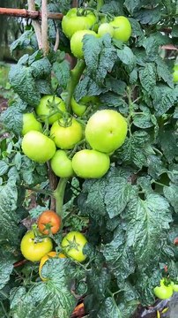 How to Grow Green Tomatoes