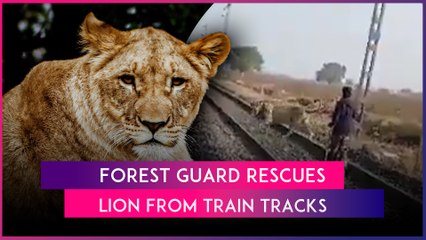 Brave Forest Guard Herds Lion Off Railway Tracks In Gujarat’s Bhavnagar, Video Goes Viral