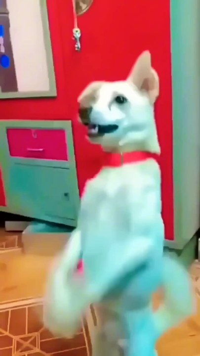 Cute Cat Dancing Video (2)😺😍 #cat #dog #dogdance #catdance_2