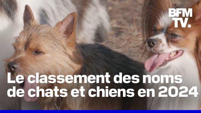 Voici les noms les plus donnés aux chats et aux chiens en 2024