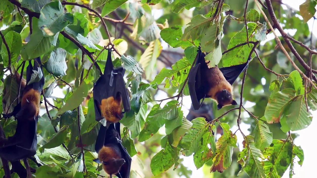 Incredible Bat Facts, Discover the Secrets of These Nighttime Wonders!