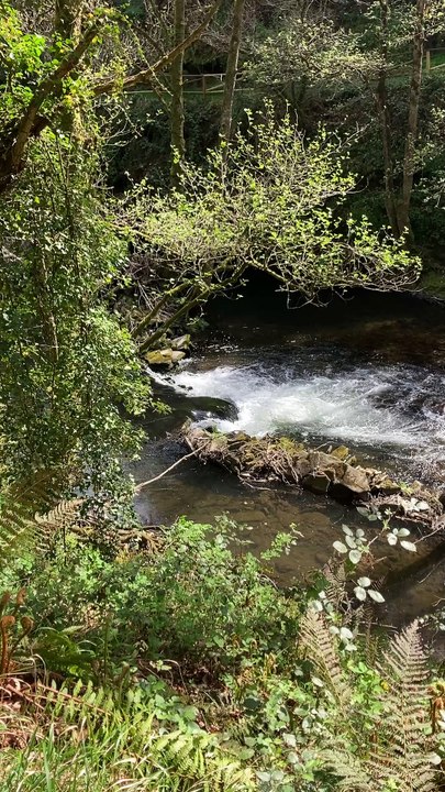Rio Sarria