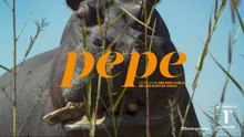 Pepe (2024), Nelson Carlo de los Santos Arias | Tráiler