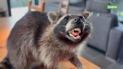 Les ratons, c'est mignon, mais ils causent bien des destructions