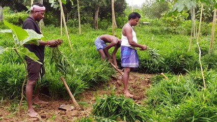 Pongal Ginger Crops Affected Heavily Great Loss to Farmers
