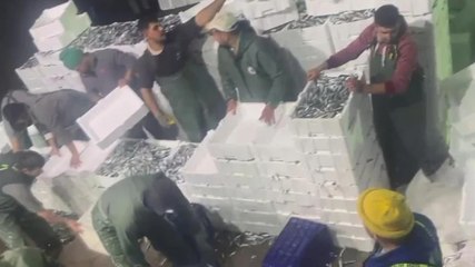 Gırgır teknesiyle 17 tonluk sardalya avı