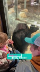 Adorable Toddler's Hilarious Moment with Playful Monkey!