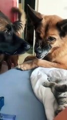 Watch how this dog protects the kitten 😍