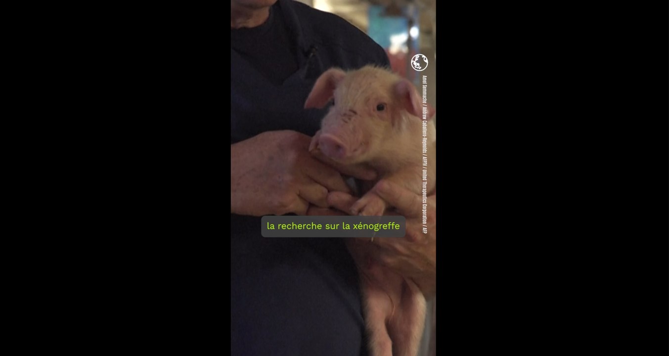 Aux États-Unis, des porcs transgéniques élevés pour fournir des reins aux humains