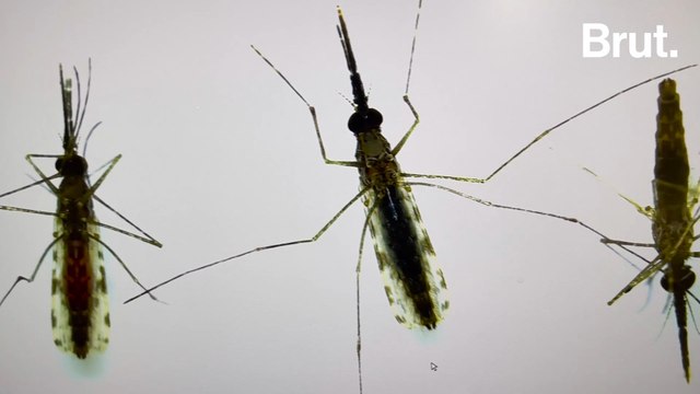 Le labo des moustiques tueurs