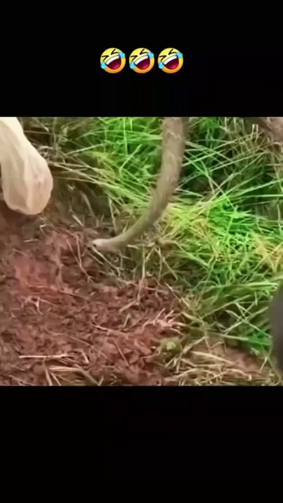 Snake hunter