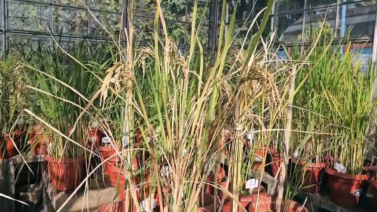 चावल अनुसंधान केंद्र किसानों के लिए साबित हो रहा है रामबाण, 15 से अधिक ने प्रजाति का धान दिया है केंद्र ने