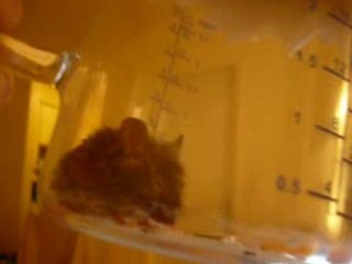 Le butin de mon piège à souris !!!